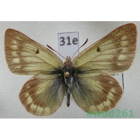 Colias cocandica Erschoff, 1874 Tadjikistan31e